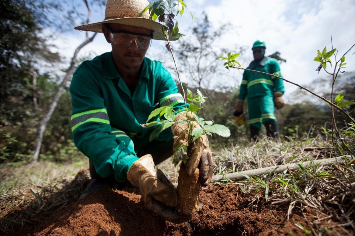 Gestão de restauração florestal e recuperação ambiental na Bacia do rio Doce é eleita uma das